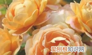 怎么分辨玫瑰花茶跟月季花茶 分辨玫瑰花茶跟月季花茶的方法介绍