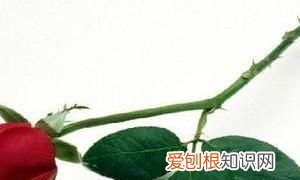 怎么分辨玫瑰花茶跟月季花茶 分辨玫瑰花茶跟月季花茶的方法介绍