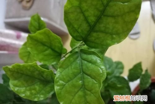 水晶茉莉叶子发黄怎么办 水晶茉莉叶子发黄的方法