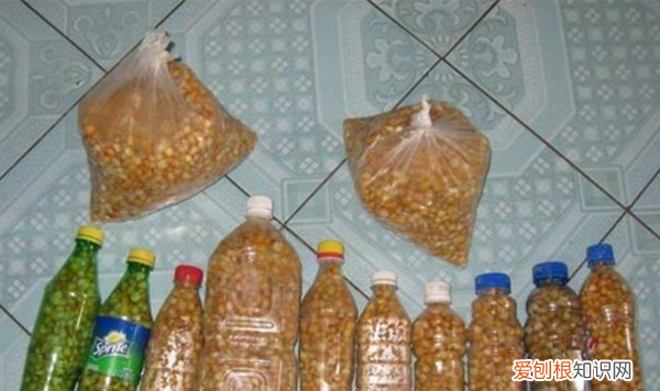 钓鱼玉米粒怎么泡制方法，玉米钓鱼泡制方法及配方能放多久