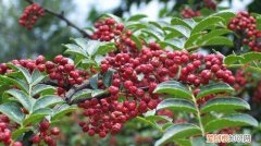 史上最全的香料,及其功效介绍