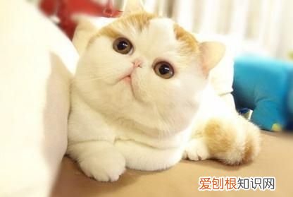 如何处理猫咪的卫生 怎么处理猫咪的卫生