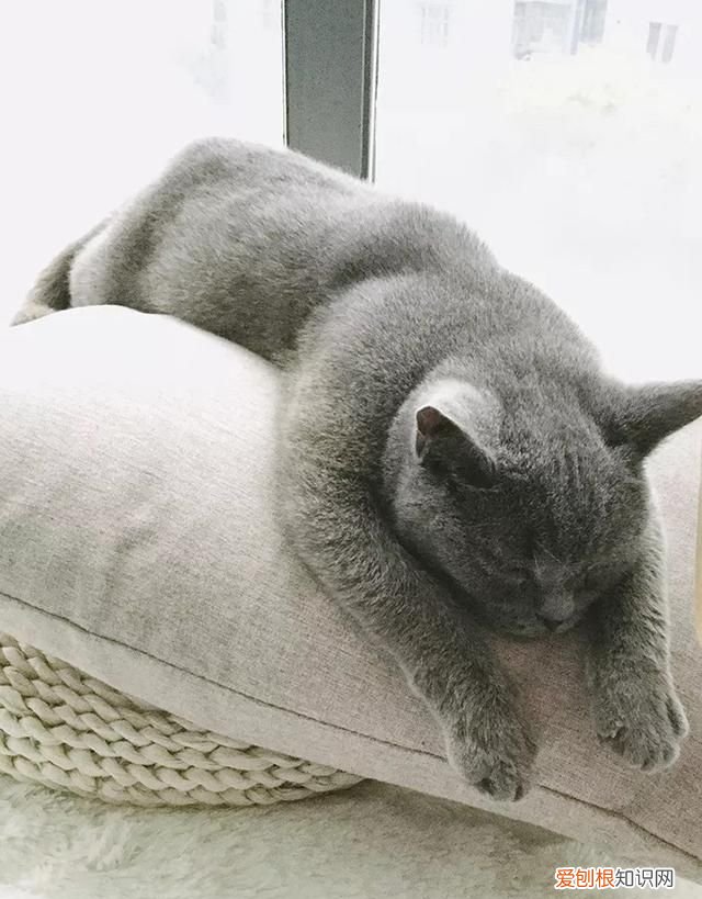 如何处理猫咪的卫生 怎么处理猫咪的卫生