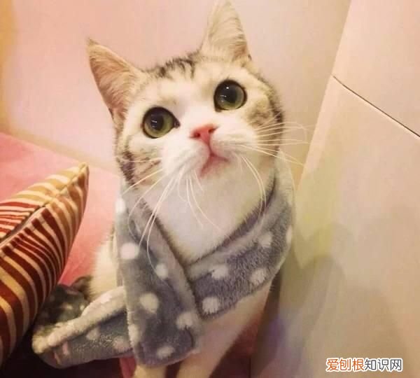 如何处理猫咪的卫生 怎么处理猫咪的卫生