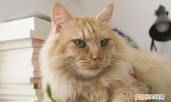 如何处理猫咪的卫生 怎么处理猫咪的卫生