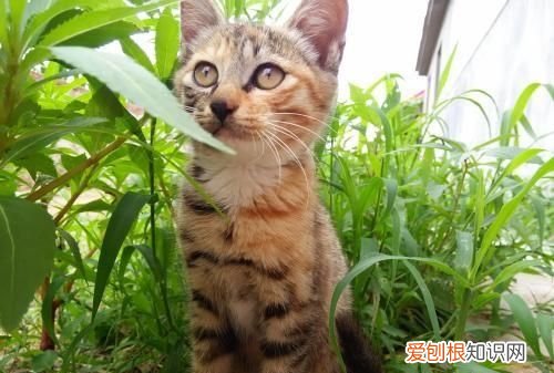 如何处理猫咪的卫生 怎么处理猫咪的卫生