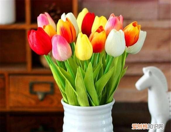 盆栽郁金香如何养殖呢 盆栽郁金香的养殖技巧