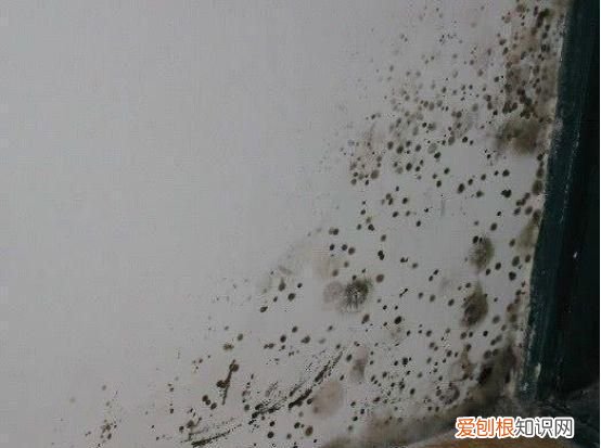 墙角发霉发潮怎么处理，墙发霉怎么办 墙发霉怎样处理