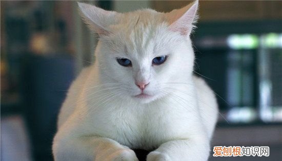 猫咪掉毛家里怎么处理 猫咪掉毛家里如何处理