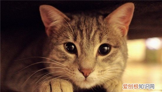 猫咪掉毛家里怎么处理 猫咪掉毛家里如何处理