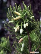 裸子植物有花 裸子植物有没有花