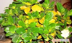 枝子花叶子黄怎么回事 栀子花为什么叶子黄