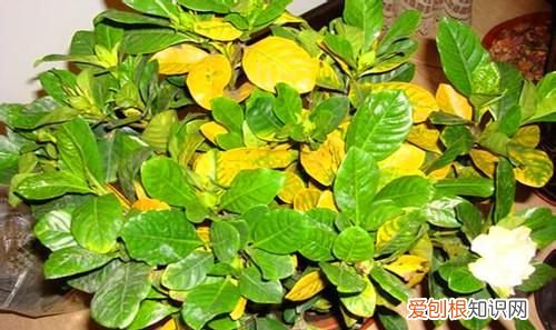 枝子花叶子黄怎么回事 栀子花为什么叶子黄