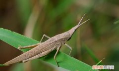 蚱蜢的体色为什么会随季节而改变 蚱蜢的体色随季节而改变的原因