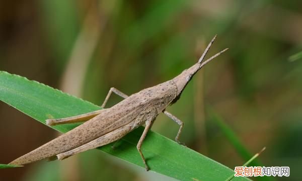蚱蜢的体色为什么会随季节而改变 蚱蜢的体色随季节而改变的原因