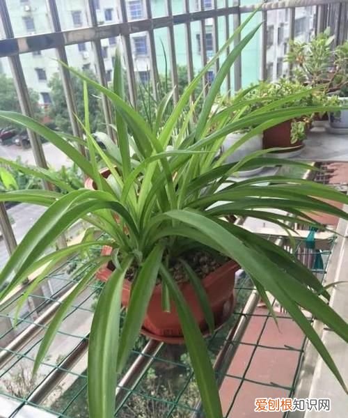 吊兰叶子断裂怎么处理 如何解决吊兰叶子断裂