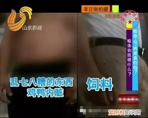 清江鱼和鲶鱼的区别 清江鱼与鲶鱼区别图