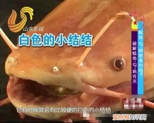 清江鱼和鲶鱼的区别 清江鱼与鲶鱼区别图