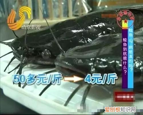 清江鱼和鲶鱼的区别 清江鱼与鲶鱼区别图