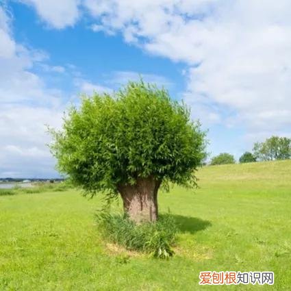 清明节的来历和传说故事400字 清明节的来历和传说故事