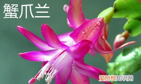 蟹爪兰和仙人指的区别有哪些 蟹爪兰和仙人指有什么不同