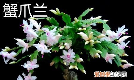 蟹爪兰和仙人指的区别有哪些 蟹爪兰和仙人指有什么不同