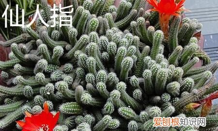 蟹爪兰和仙人指的区别有哪些 蟹爪兰和仙人指有什么不同