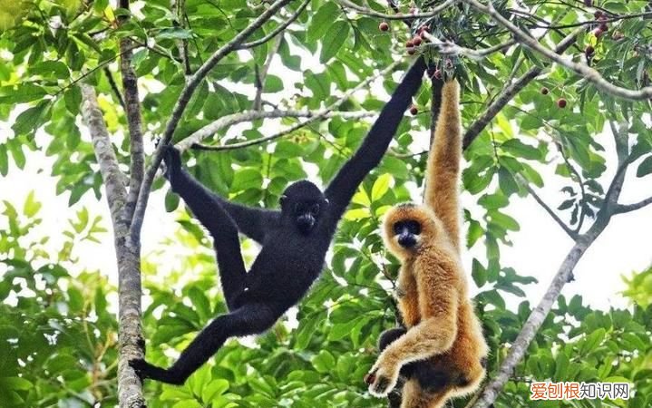 黑冠长臂猿是我国的一级保护动物 黑冠长臂猿是不是我国的一级保护动物
