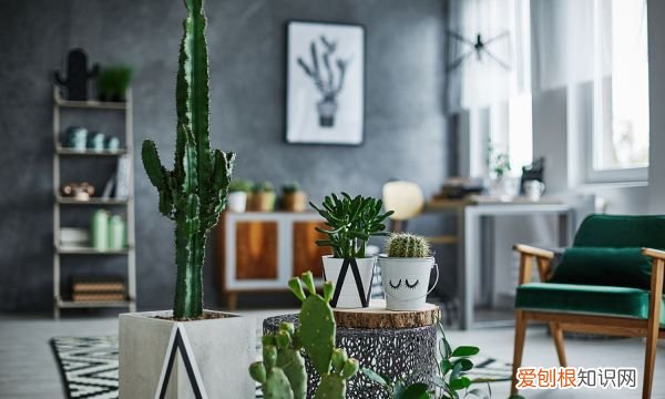 金叶佛甲草如何养殖呢 金叶佛甲草怎么种植