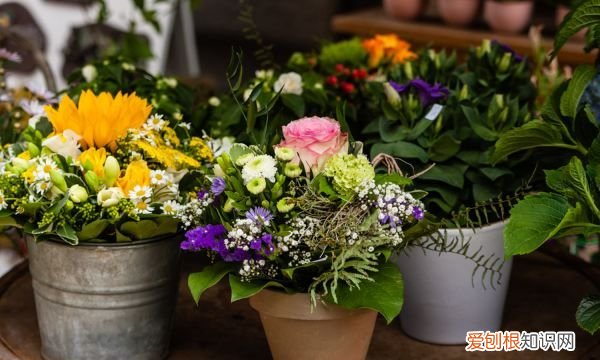 金叶佛甲草如何养殖呢 金叶佛甲草怎么种植