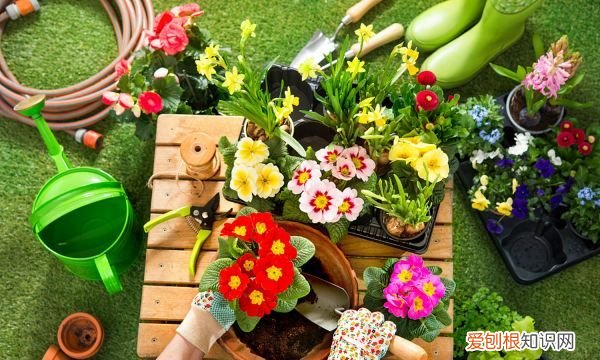 金叶佛甲草如何养殖呢 金叶佛甲草怎么种植