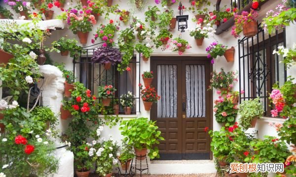 金叶佛甲草如何养殖呢 金叶佛甲草怎么种植