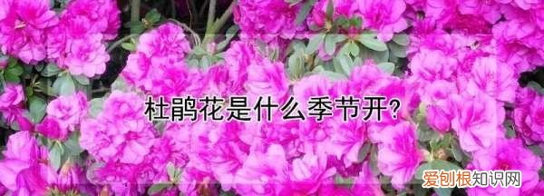 杜鹃花是什么季节开的 杜鹃花是哪个季节开的