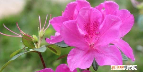 杜鹃花是什么季节开的 杜鹃花是哪个季节开的