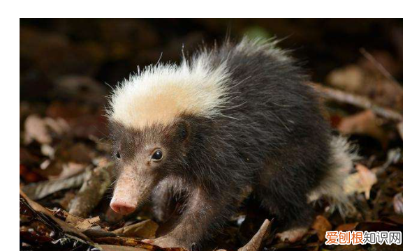 狗獾子是什么野生动物,狗灌是什么动物 狗獾动物介绍