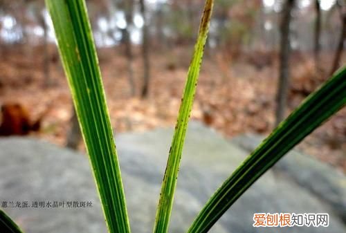 蕙兰叶子有黑斑怎么办 蕙兰叶子有黑斑怎么解决