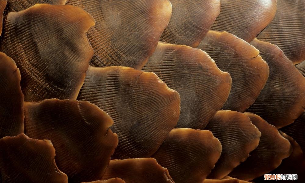 穿山甲到底是什么动物?,为什么它们会如此惨遭屠杀 穿山甲是什么动物