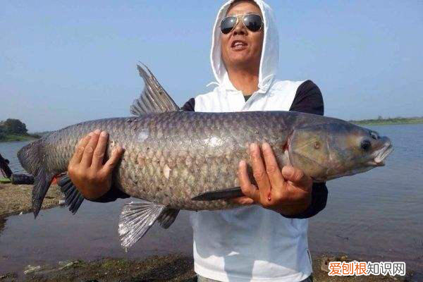 野生青鱼最大能长多少斤？100斤的青鱼要生长多少年 青鱼是什么鱼