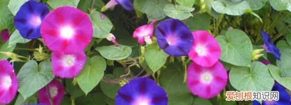 牵牛花的花是什么意思，牵牛花的象征意义 关于牵牛花的象征意义