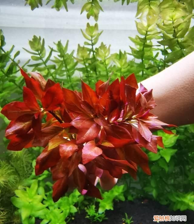 紫丁香是什么植物 紫丁香是属于什么植物