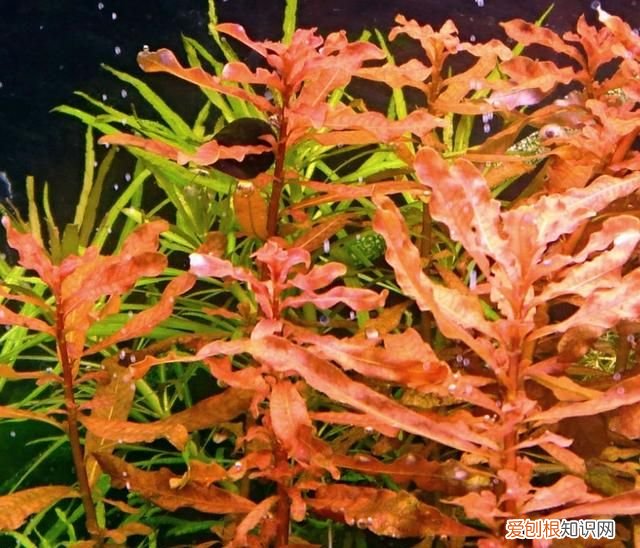 紫丁香是什么植物 紫丁香是属于什么植物