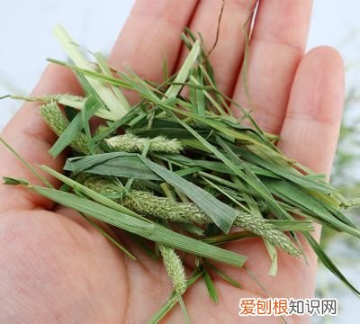 提摩西草在农村叫什么,野生提摩西草长什么样