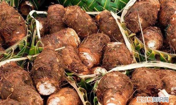 河南农历十月种什么蔬菜，寒露种植什么蔬菜 寒露种植哪些蔬菜