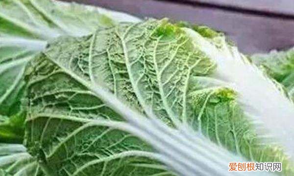 河南农历十月种什么蔬菜，寒露种植什么蔬菜 寒露种植哪些蔬菜