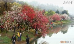 三峡大学桃花节时间 三峡大学桃花节是什么时候