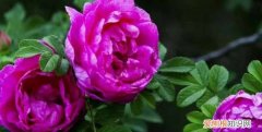 平阴玫瑰的养殖方法 平阴玫瑰的养殖方法介绍