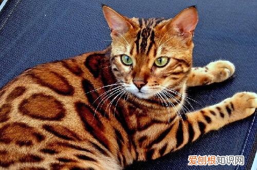 全球十大名贵猫排名榜