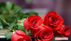 玫瑰的花语和象征意义 玫瑰的花语和象征意义是什么