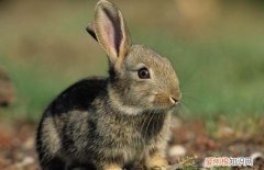 野兔是国家几级保护动物，野兔是保护动物 野兔是不是保护动物