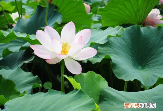 出淤泥而不染的是什么花？1梅花2牡丹3莲花 荷花出淤泥而不染